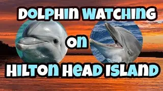 Dolphin Watching on Hilton Head Island | Most Dolphins we’ve ever seen at once!! | Broad Creek | 🦈🦈🦈