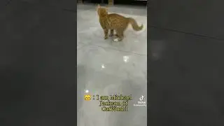 Котёнок Майкл Джексон