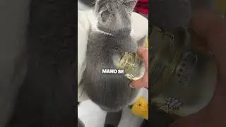 Como os pelos dos gatos são estranhos  