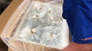 Unboxing 9000 Fish, Shrimp and Snails at April’s Aquarium!!!!