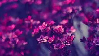 PURPLE FLOWERS [lofi hip-hop] - Uzo | Melodic Beat