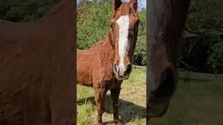 Dainty Rascal and Tater at Heart of Gold Sanctuary