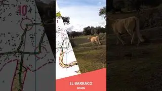 Headcam Orienteering: El Barraco, Spain. Maximus o meeting. Perfect.