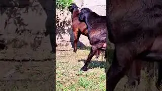 QO'CHQORMISAN QO'CQOR TOMOSHOGA FAQAT #shorts #хисори #кучкор #sheep #arashan #gissar #bozor #hissar
