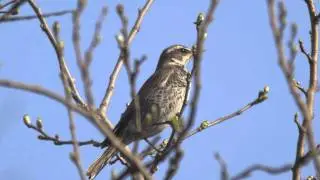Dusky Thrush
