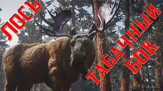 Лось Табачный Бок Легендарные животные - Red Dead Online