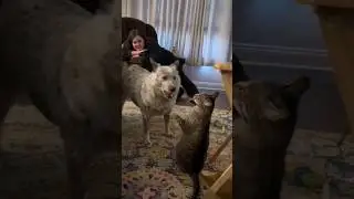 cat with other animals funny moments 🤣 #trending #cat #catshorts #shorts #viral #viralvideo #funny