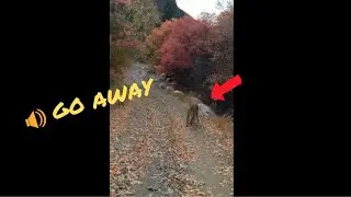 Terrified Utah hiker films cougar stalking him Viral Video | Caught On Camera