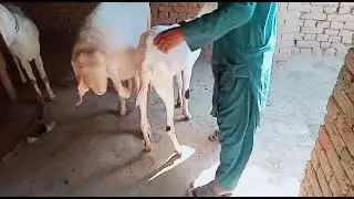 Rajanpuri Ablak Bakri Cross l Bakri Mating l Goat Point