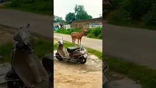 goat jump 