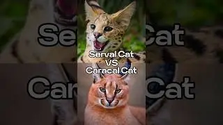 Serval Cat vs Caracal Cat #caracalcat #servalcats