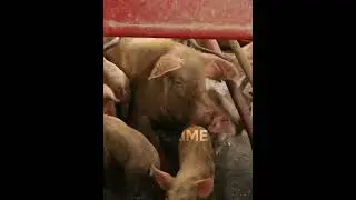 WHAT TO DO WITH YOUR SOW AFTER 28DAYS#farming #viral #viralvideo #viralshort #viralshorts