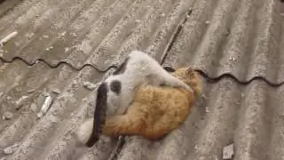 Подборка кошачьих драк