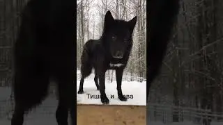 Эдит Волкособ🍃🥨