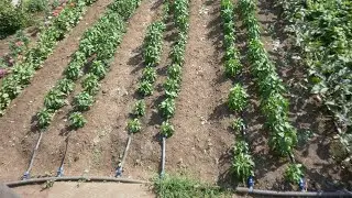 Купить Фильтр Для Капельного Полива