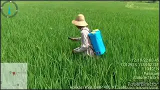 APLIKASI PSB/BAKTERI FOTOSINTESIS PADA TANAMAN PADI