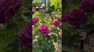 #розы Зацвела Роза Минерва и Бланк Мейяндекор /Ленинградская область #идеидлясада