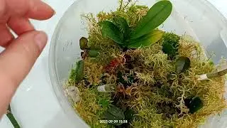 Orchid babies on cut stems using cytokinin paste. 9.9.23