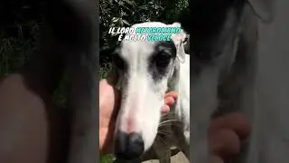 COME CORRE UN LEVRIERO SE NON DORME?  #galgo #pets #levriero