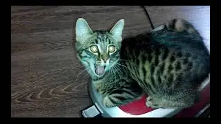 Котэ катается на пылесосе