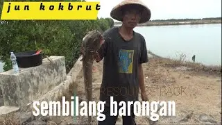 Penakluk sembilang barongan monster.