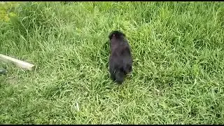 Красавец в поиске семьи 💓