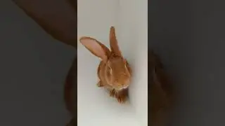 Топотун