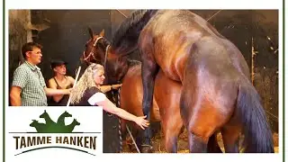 Der Hengst darf ran | Tamme Hanken | Kabel Eins