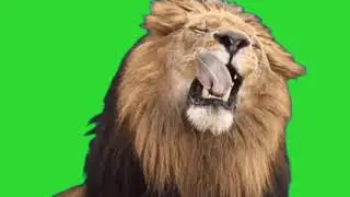 Male lion roaring on green screen /loop/free download