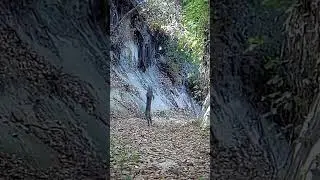 Reaction and agility of the ris...