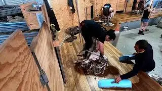 Merino Lamb Shearing Run
