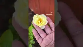 Slow #summerwalk #texasgardening #garden #roses #gardenflowers #alocasia #gardening