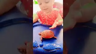 Kachhua and baby funny