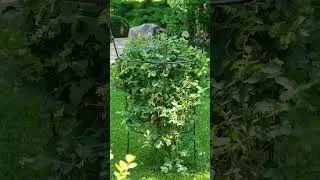 🌹 Опора для садовых растений 🌹