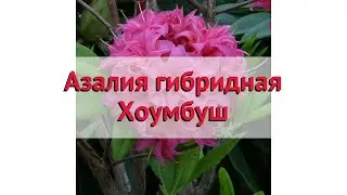 Азалия гибридная Хоумбуш 🌿 Обзор: посадка и уход. саженцы, крупномеры азалии: описание и особенности