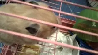 Самый  смешной  хомяк  в  мире