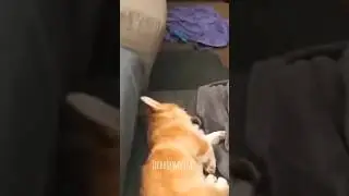 ഞാൻ വിചാരിച്ചു സീത മരിച്ചെന്ന് 😂സ്വപ്നമായിരുന്നോ #shorts #animals #dubbing #cat