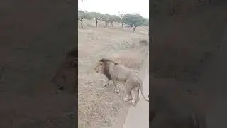 દેવળીયા પાર્કમાં રહેતા દેવરાજ સિંહ ની ઝલક #gir #ગીર #gujarat  #aisan #ગીરસોમનાથ #દેવરાજ #devraj