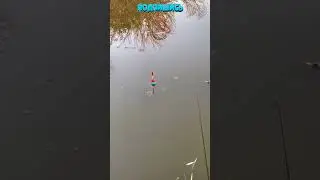 Рыбалка на Поплавок 21🐟 Рыбак Подпишется!😍