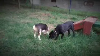 Hanging Out With Friends🐶