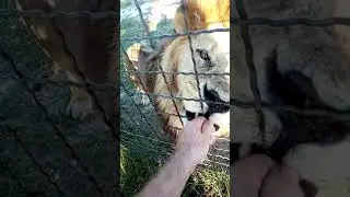 лев ужинает рыбой