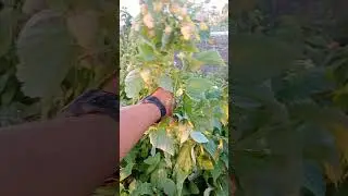 плантация малины