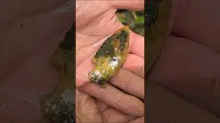 I Found a 10,000 Year Old Stone Knife!