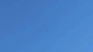 Ижевские голуби. Полёты 02.07.24