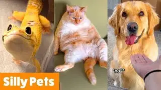 funny cats🤣🤯 best moments🥵 part 7🤣 🤣#shortsvideo#cute#viral #shortsfeed#funnyvideo