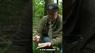 #грибы #лес #осень #mushrooms  #тихаяохота #грибышампиньоны #champignons #мухоморныймикродозинг