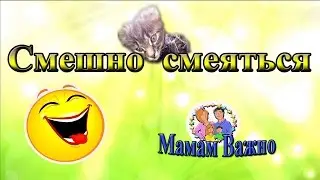 Смешно Смеяться - Смешной котик [МВ]