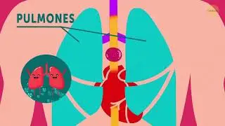 El viaje de los alimentos a través de tu cuerpo