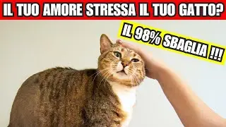 14 modi infallibili per farti adorare dal tuo gatto