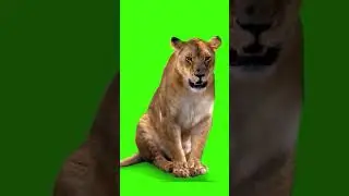 Green Screen Female Lion😾 | No Copyright | Green Screen Lion😾
